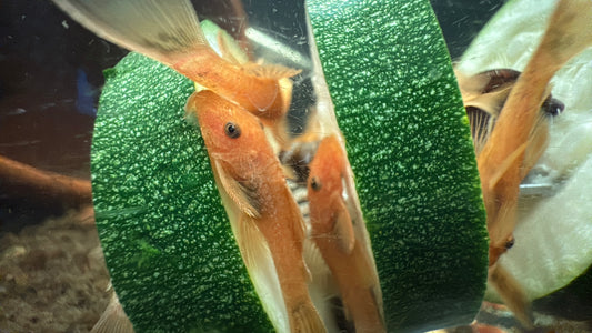 Super Red Bristlenose Pleco — Captive Bred