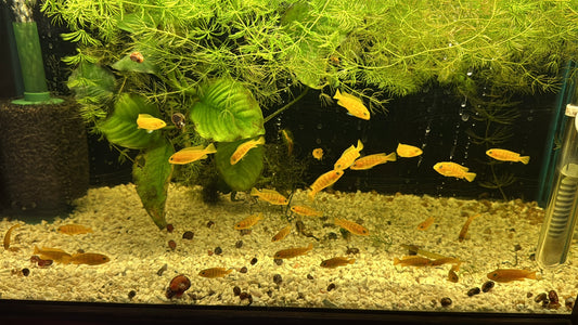 Chindongo Saulosi — Captive Bred