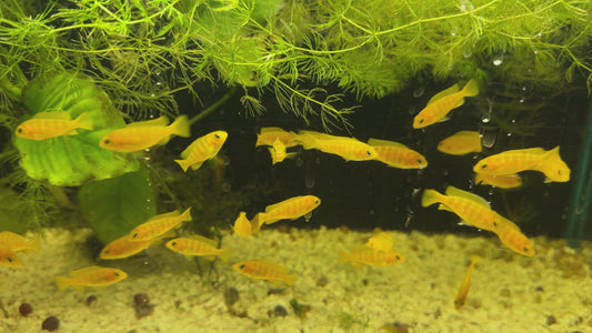 Chindongo Saulosi — Captive Bred